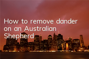 THow to remove dander on an Australian Shepherd?