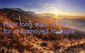 How long does it take for a Samoyed to mate?