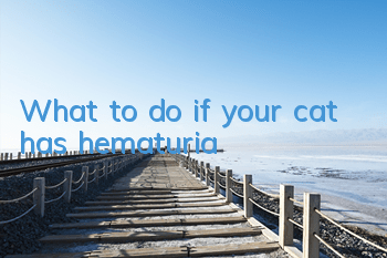 What to do if your cat has hematuria?