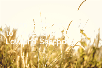When is the best time to neuter a Polish Lowland Sheepdog?