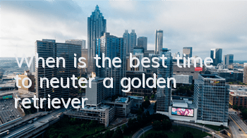 TWhen is the best time to neuter a golden retriever?