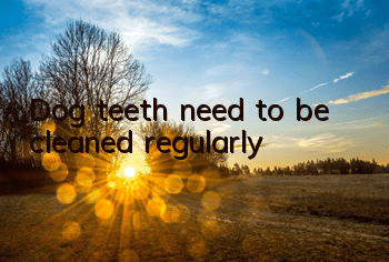 TDog teeth need to be cleaned regularly