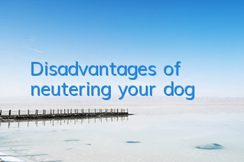 Disadvantages of neutering your dog