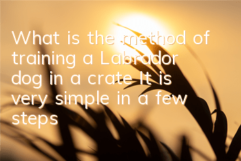 What is the method of training a Labrador dog in a crate? It is very simple in a few steps!