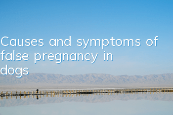 TCauses and symptoms of false pregnancy in dogs