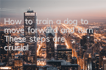 THow to train a dog to move forward and turn? These steps are crucial!