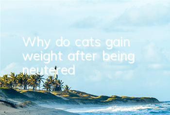 TWhy do cats gain weight after being neutered?
