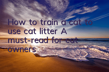 THow to train a cat to use cat litter? A must-read for cat owners!
