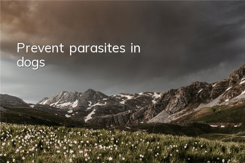 TPrevent parasites in dogs