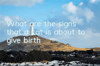 TWhat are the signs that a cat is about to give birth?