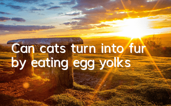 Can cats turn into fur by eating egg yolks?
