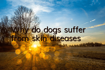 TWhy do dogs suffer from skin diseases?