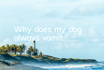 Why does my dog ​​always vomit?