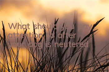 TWhat should you pay attention to after your dog is neutered?