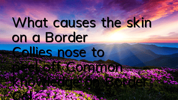 What causes the skin on a Border Collie's nose to peel off? Common knowledge on Border Collie care!