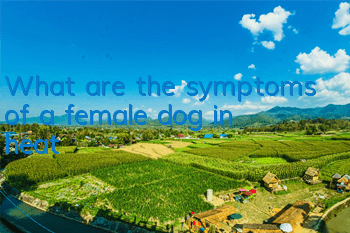 What are the symptoms of a female dog in heat?