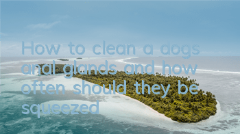 THow to clean a dog’s anal glands and how often should they be squeezed?