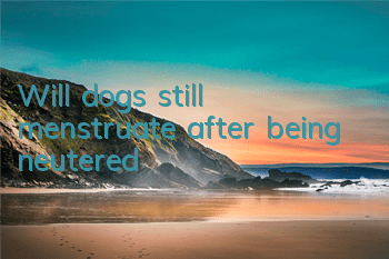 TWill dogs still menstruate after being neutered?