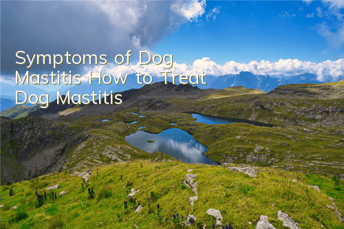 Symptoms of Dog Mastitis How to Treat Dog Mastitis