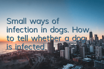 Small ways of infection in dogs. How to tell whether a dog is infected?