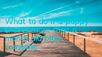 TWhat to do if a puppy that is more than a month old bites someone