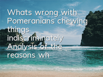 What’s wrong with Pomeranians chewing things indiscriminately? Analysis of the reasons why dogs “bite” things randomly!