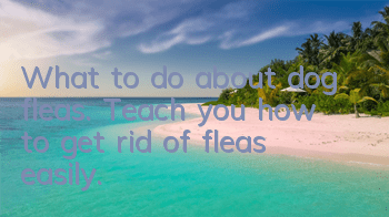 TWhat to do about dog fleas. Teach you how to get rid of fleas easily.