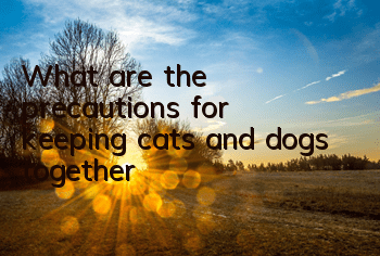TWhat are the precautions for keeping cats and dogs together?