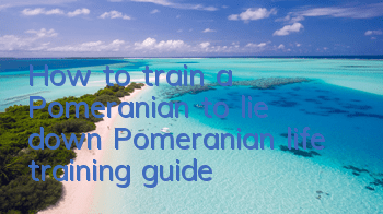 How to train a Pomeranian to lie down? Pomeranian life training guide!