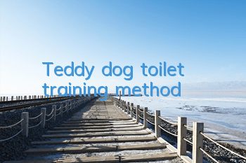 TTeddy dog ​​toilet training method