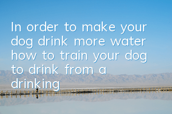 In order to make your dog drink more water, how to train your dog to drink from a drinking fountain?