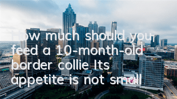THow much should you feed a 10-month-old border collie? Its appetite is not small!