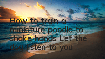 How to train a miniature poodle to shake hands? Let the dog listen to you!