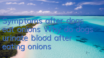 Symptoms after dogs eat onions Why do dogs urinate blood after eating onions?