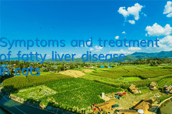 TSymptoms and treatment of fatty liver disease in cats