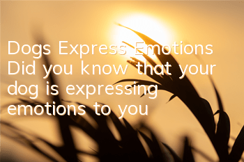 TDogs Express Emotions Did you know that your dog is expressing emotions to you?