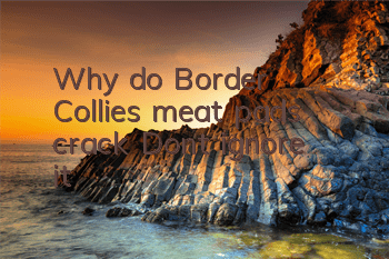 Why do Border Collies’ meat pads crack? Don’t ignore it!