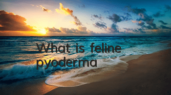 What is feline pyoderma?