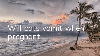 TWill cats vomit when pregnant?