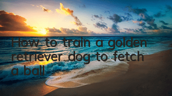 How to train a golden retriever dog to fetch a ball