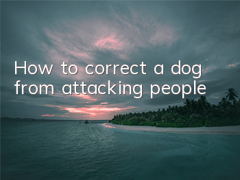 THow to correct a dog from attacking people