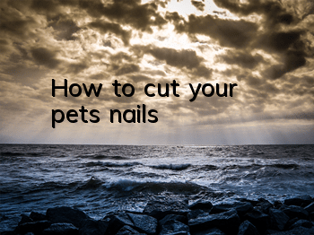 THow to cut your pet's nails