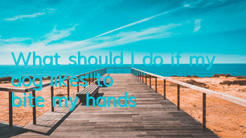 TWhat should I do if my dog ​​likes to bite my hands?