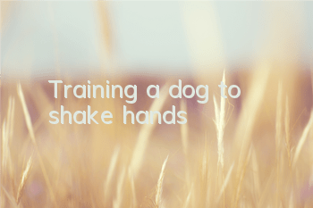 Training a dog to shake hands