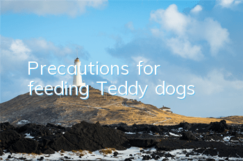 TPrecautions for feeding Teddy dogs