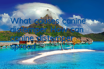 TWhat causes canine distemper? How can canine distemper spread?