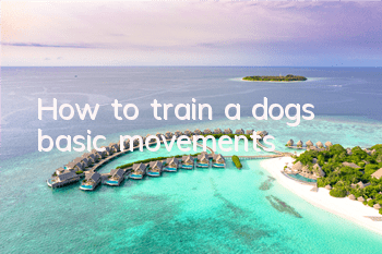 How to train a dog’s basic movements