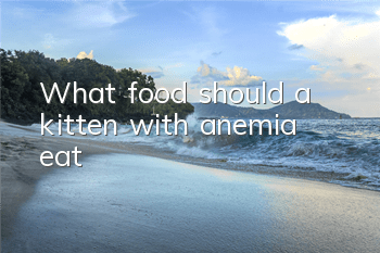 What food should a kitten with anemia eat?