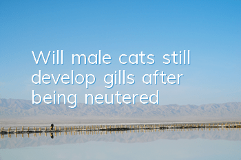 Will male cats still develop gills after being neutered?