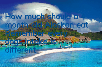 THow much should a 4 month old Alaskan eat? Remember, every dog’s intake is different!